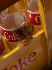 Argynnis paphia