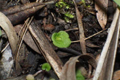 Corybas despectans