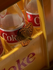 Argynnis paphia