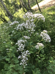 Valeriana officinalis