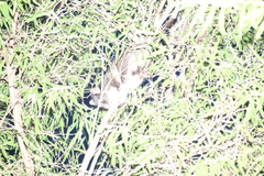 Pseudocheirus occidentalis