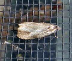 Olethreutes inornatana