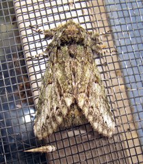 Macrurocampa marthesia