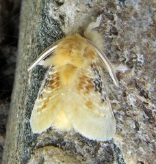 Megalopyge crispata