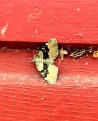 Xanthorhoe quadrifasiata