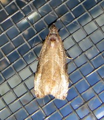 Olethreutes inornatana