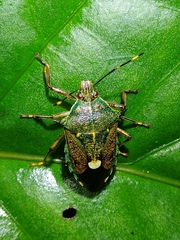 Eocanthecona formosa