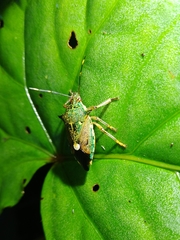 Eocanthecona formosa