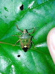 Eocanthecona formosa