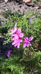Pelargonium denticulatum