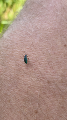 Polydrusus formosus