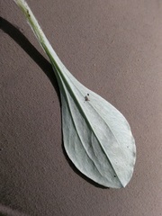 Antennaria parlinii fallax