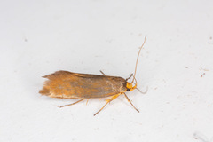 Crassa unitella