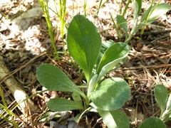 Antennaria parlinii fallax