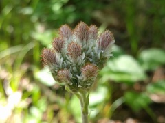 Antennaria parlinii fallax
