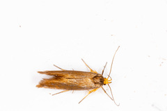 Crassa unitella