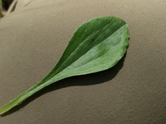 Antennaria parlinii fallax