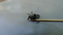 Atypus