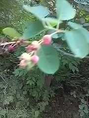 Amelanchier ovalis