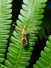Sclomina erinacea