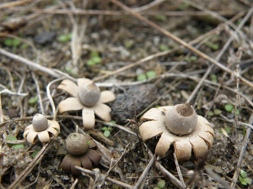 Geastrum hungaricum