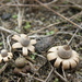 Geastrum hungaricum - Photo (c) yury_rebriev, some rights reserved (CC BY-NC)