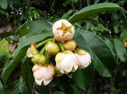 Allanblackia parviflora
