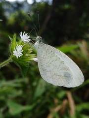 Leptosia nina niobe