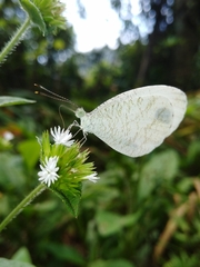 Leptosia nina niobe