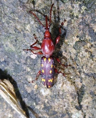 Baryrhynchus poweri