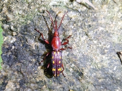 Baryrhynchus poweri