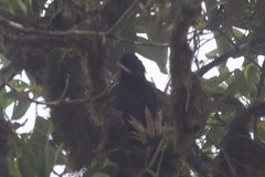 Cephalopterus penduliger