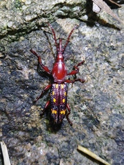 Baryrhynchus poweri