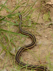 Thamnophis butleri