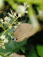 Rapala varuna formosana