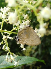 Rapala varuna formosana