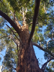 Eucalyptus resinifera