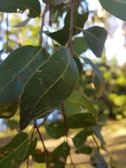 Eucalyptus resinifera