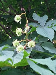Aesculus hippocastanum