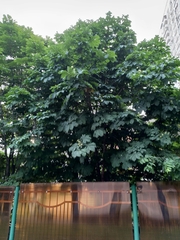 Aesculus hippocastanum