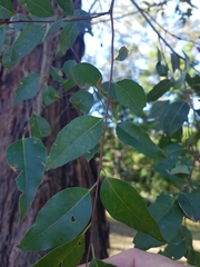 Eucalyptus resinifera