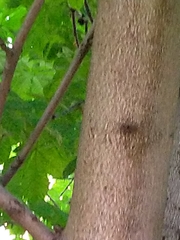 Aesculus hippocastanum