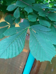 Aesculus hippocastanum