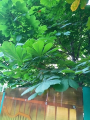 Aesculus hippocastanum