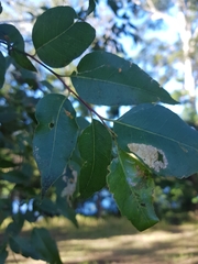 Eucalyptus resinifera