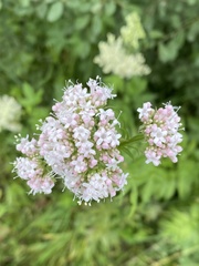 Valeriana dioica