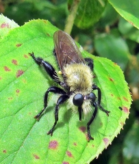 Laphria virginica