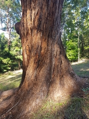 Eucalyptus resinifera