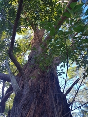 Eucalyptus resinifera