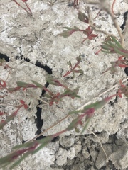 Suaeda calceoliformis